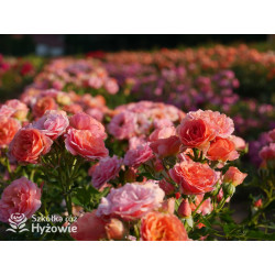 Mandarin® - Róże Miniaturowe - 