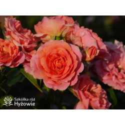 Mandarin® - Róże Miniaturowe - 