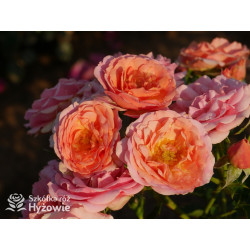 Mandarin® - Róże Miniaturowe - 