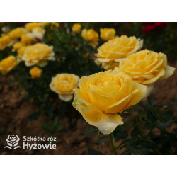 Sweet Summer™ - Róże Miniaturowe -  Sweet Summer™ - Róże Miniaturowe -