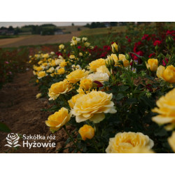 Sweet Summer™ - Róże Miniaturowe -  Sweet Summer™ - Róże Miniaturowe -