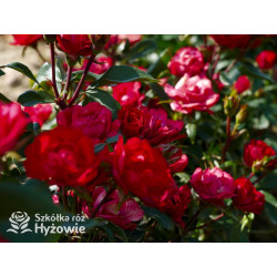 Zepeti® - Róże Miniaturowe - 