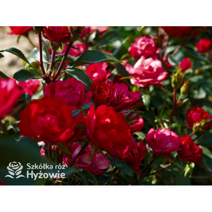 Zepeti® - Róże Miniaturowe - 