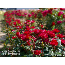 Zepeti® - Róże Miniaturowe - 