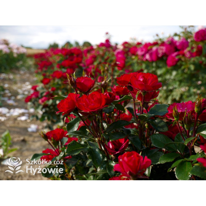 Zepeti® - Róże Miniaturowe - 