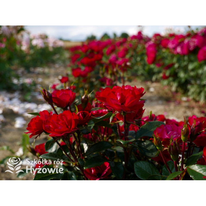 Zepeti® - Róże Miniaturowe - 