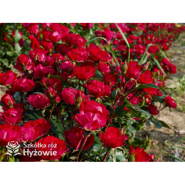 Zepeti® - Róże Miniaturowe - 