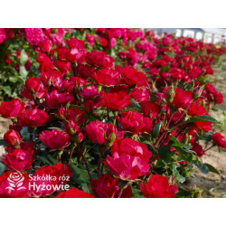 Zepeti® - Róże Miniaturowe - 