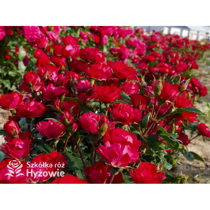 Zepeti® - Róże Miniaturowe - 