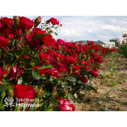 Zepeti® - Róże Miniaturowe - 