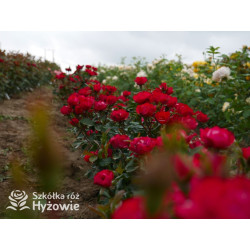 Zepeti® - Róże Miniaturowe - 