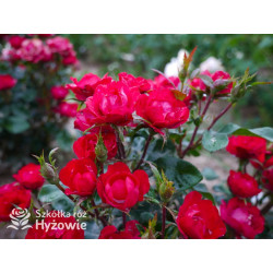 Zepeti® - Róże Miniaturowe - 