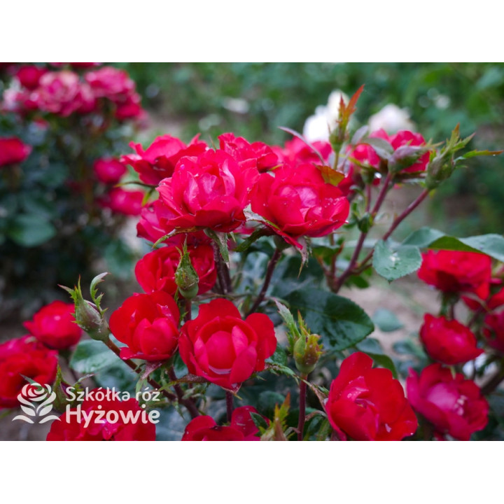 Zepeti® - Róże Miniaturowe - 