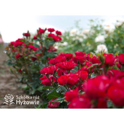 Zepeti® - Róże Miniaturowe - 