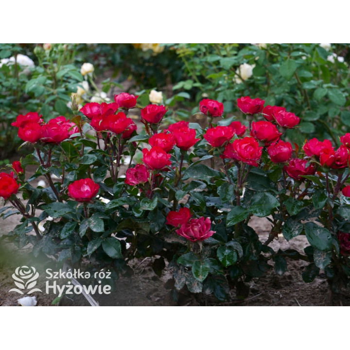 Zepeti® - Róże Miniaturowe - 