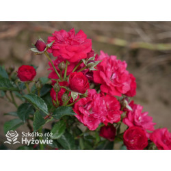 'Eberwein' - Róże Miniaturowe - 