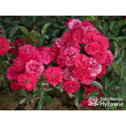 'Eberwein' - Róże Miniaturowe - 