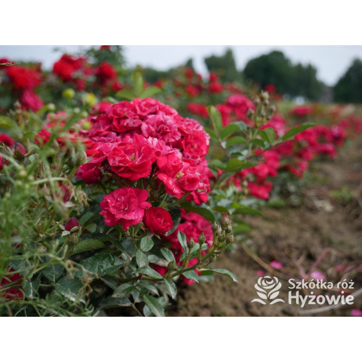 'Eberwein' - Róże Miniaturowe - 