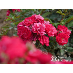 'Eberwein' - Róże Miniaturowe - 