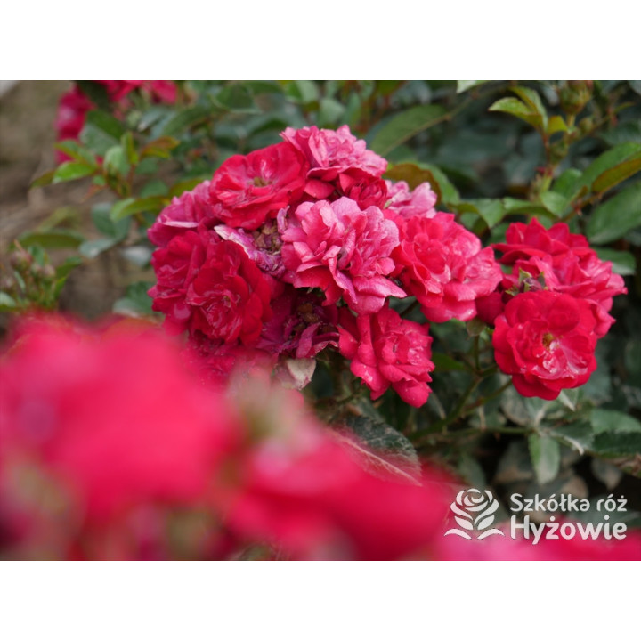 'Eberwein' - Róże Miniaturowe - 