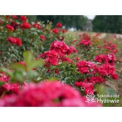 'Eberwein' - Róże Miniaturowe - 