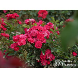 'Eberwein' - Róże Miniaturowe - 