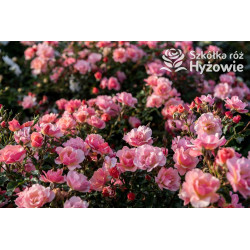Jazz® - Róże Okrywowe -  Jazz® - Róże Okrywowe -