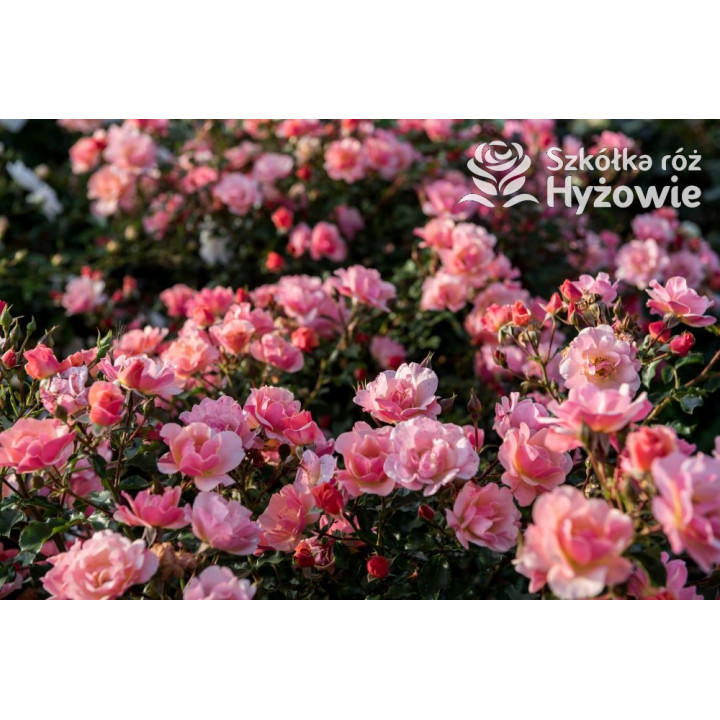 Jazz® - Róże Okrywowe -  Jazz® - Róże Okrywowe -