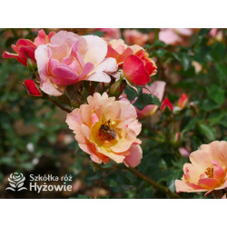 Jazz® - Róże Okrywowe -  Jazz® - Róże Okrywowe -