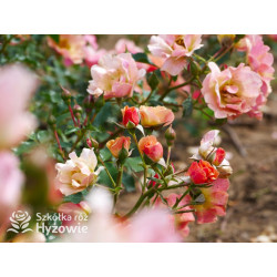 Jazz® - Róże Okrywowe -  Jazz® - Róże Okrywowe -