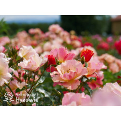 Jazz® - Róże Okrywowe -  Jazz® - Róże Okrywowe -