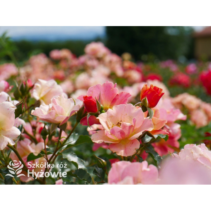 Jazz® - Róże Okrywowe -  Jazz® - Róże Okrywowe -