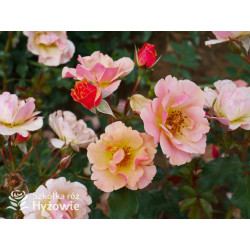 Jazz® - Róże Okrywowe -  Jazz® - Róże Okrywowe -