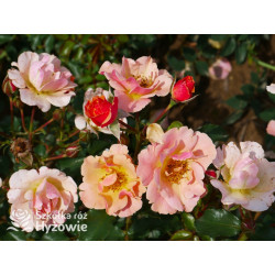 Jazz® - Róże Okrywowe -  Jazz® - Róże Okrywowe -