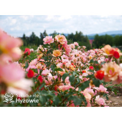 Jazz® - Róże Okrywowe -  Jazz® - Róże Okrywowe -