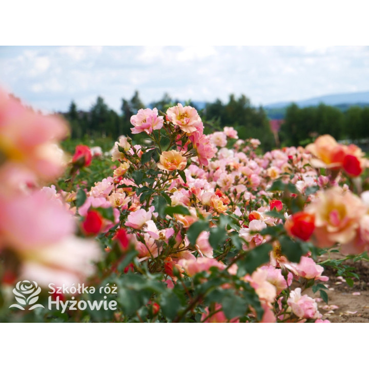 Jazz® - Róże Okrywowe -  Jazz® - Róże Okrywowe -