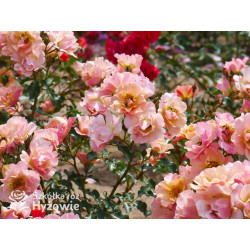 Jazz® - Róże Okrywowe -  Jazz® - Róże Okrywowe -