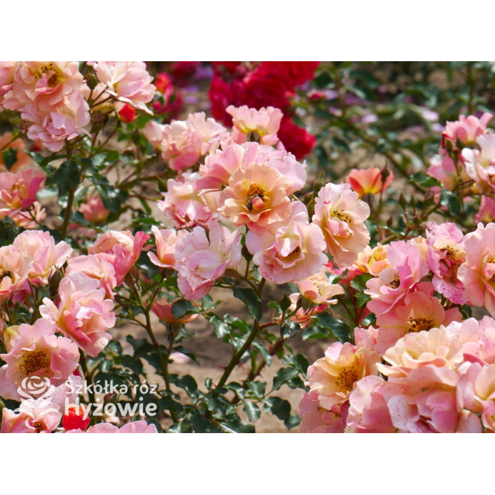 Jazz® - Róże Okrywowe -  Jazz® - Róże Okrywowe -