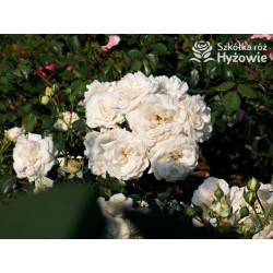 Kastelruther Spatzen® - Róże Okrywowe - 