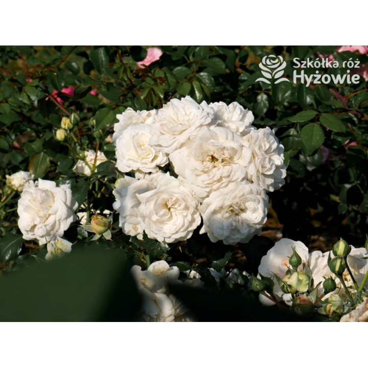 Kastelruther Spatzen® - Róże Okrywowe - 