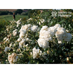 Kastelruther Spatzen® - Róże Okrywowe - 