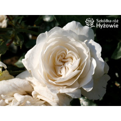 Kastelruther Spatzen® - Róże Okrywowe - 