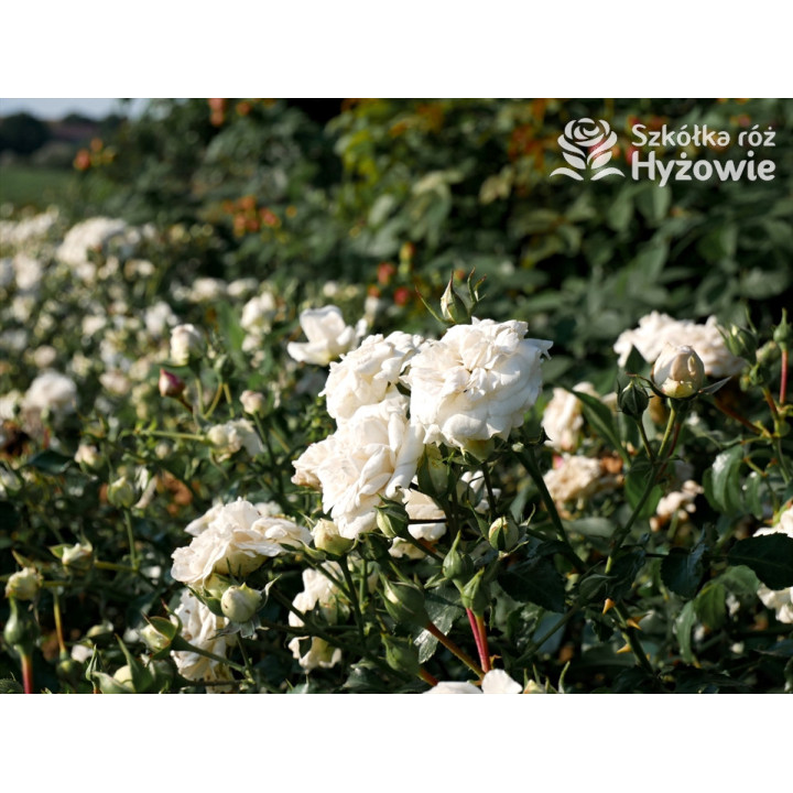 Kastelruther Spatzen® - Róże Okrywowe - 