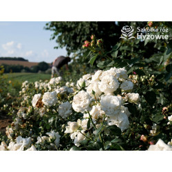 Kastelruther Spatzen® - Róże Okrywowe - 