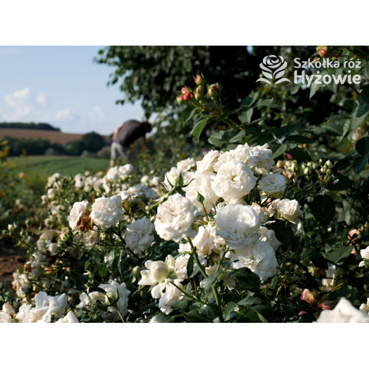 Kastelruther Spatzen® - Róże Okrywowe - 