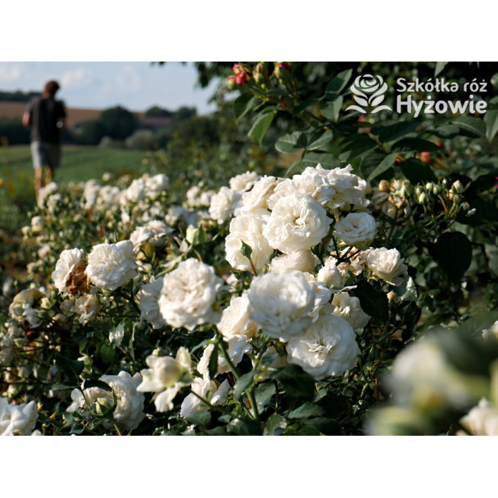 Kastelruther Spatzen® - Róże Okrywowe - 