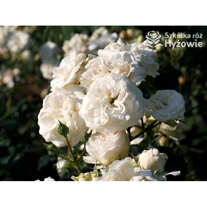 Kastelruther Spatzen® - Róże Okrywowe - 