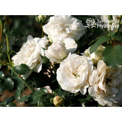 Kastelruther Spatzen® - Róże Okrywowe - 