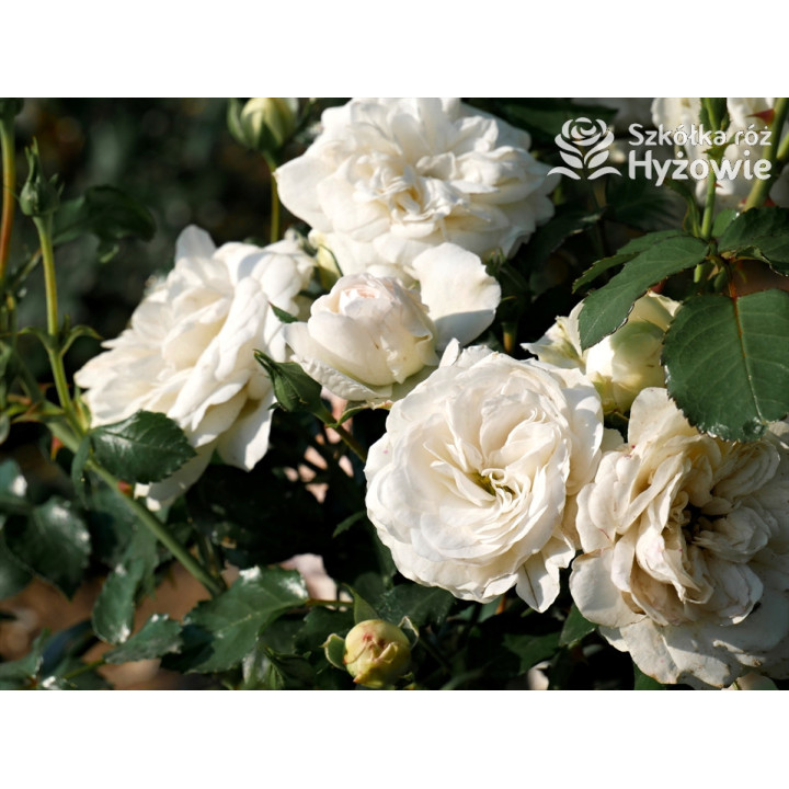 Kastelruther Spatzen® - Róże Okrywowe - 