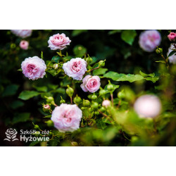 Larissa® - Róże Okrywowe - 